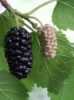 Nabízíme k prodeji sazenice Morus Nigra:
Morus Nigra (Morušovník černý) pocházející ze západní Asie je velmi stará teplomilná opadavá  ovocná dřevina s atraktivním olistěním, u nás pěstovaná též jako okrasný strom s krátkým kmenem a rozložitou korunou. Morus Nigra kvete v květnu až červnu nenápadnými jehnědami, ze kterých se pak  tvoří plody, tmavě modré až černé moruše.Jsou výborné i v čerstvém stavu k přímé konzumaci, nebo na přízdobu dezertů. Zajímavostí jsou léčivé účinky této rostliny. Listy se používají při nachlazení, plody bohaté na vitamíny a antioxidanty  mají výrazný tonizující účinek na ledviny a močové cesty  a kořen se používá při astmatu, diabetu a hypertenzi. Cena za sazenice o velikosti cca 30 cm je 30,- Kč.
Semena - neoseeds
