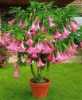Nabízíme k prodeji řízek Brugmansia Suaveolens:
Brugmansia suaveolens – je odolný okrasný keř s nádhernými velkými sladce vonícími květy, který se původně vyskytuje v jihovýchodní Brazílii. V našich podmínkách se pěstuje jako přenosná okrasná rostlina, která kvete od června do října. Celá rostlina je jedovatá.Cena řízku o velikosti 10 - 15 cm je 20,- Kč.
Semena – neoseeds
