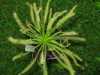 Balení obsahuje 30 drobných semen, baleno ve zkumavce
 
Popis
Drosera capensis “White flower“ (bílý květ) pocházející z jižní Afriky je u nás nejčastěji pěstovaná  nenáročná bělokvětá forma  rosnatky kapské, obzvláště vhodná k pěstování  pro začátečníky.
Nádherná dekorativní pokojová trvalka vytvářející stonek na způsob kmínku, z jehož růstového vrcholového středu vyrůstají spirálovitě nové řapíkaté světle zelené listy s úzce jazykovitou čepelí o délce cca 6cm a šířce cca 3-4 mm.
Její hlavní kořistí jsou komáři a malé mušky, které chytá na četné žláznaté trichomy (tentakule).
Cena za balení je 25 kč.
Semena – neoseeds
