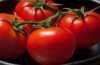 Nabízíme k prodeji semena rajčat Uragán F1:
Rajče „Uragán F1“ hybrid  je velmi raná tyčková (indeterminantní) odrůda rajčat  vhodná do foliovníku i pro polní pěstování ( zvláště pro drobné pěstitele), vyznačující se většími kulatými  plody odolnými proti praskání. Rajčata jsou vhodná k přímému konzumu, do salátů, na přízdobu pokrmů i na všestranné tepelné zpracování.Sada obsahuje 20 semen za 15,- Kč.
Semena - neoseeds
 

