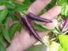 Nabízíme semena chilli paprik Cayenne Purple:
Chilli paprička „Cayenne Purple“ ( Capsicum annuum) původně pocházející z Mexika  je jednou z nejkrásnějších druhů chilli Cayenne, kvetoucí  nádhernými fialovými květy, z nichž potom dozrávají neméně okrasné jasně purpurové lusky výtečné pikantní chuti a pálivostí přibližně 30.000 – 50.000 SHU. Jsou ideální pro přípravu omáček, polévek, gulášů a jiných pikantních pokrmů. Lze je používat v syrovém stavu, sušené, nebo nakládané.Sada obsahuje 10 semen za 20,-Kč.
Semena - neoseeds
 


