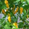 Nabízíme k prodeji semena chilli paprik Fatali Yellow:
Chilli Fatali yellow paprička má svůj původ ve střední a  jižní Africe. Má ovocnou citrusovou příchuť a svojí pálivostí 125 000 – 325 000 SHU patří k silně pálivým druhům. Pálivostí je nejlépe srovnatelná s odrůdou Habanero. Její využití je především do omáček, kterým dodává jedinečnou příchuť. Papričky jsou tenkostěnné a proto jsou též vhodné na sušení.Sada obsahuje 10 semen za 25,- Kč.
Semena – neoseeds
