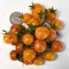 Rajče Bicolor Cherry (Lycopersicon esculentum ) -  tyčková ( indeterminatní) hojně plodící odrůda cherry rajčátek, vyznačující se netradičními velmi sladkými šťavnatými plody s mimořádnou příchutí ovoce.
Rajčátka jsou výtečná především k přímé konzumaci, ale i do čerstvých zeleninových salátů, na přízdobu pokrmů aj. Jejich chuť a velikost ocení zvláště děti.
Cena za balení je 17 kč
semena – neoseeds


+ stovky dalších druhů rajčat …něco málo z nabídky :
Bumble Bee Golden	20,00 Kč
Bumble Bee Pink	20,00 Kč
Carbon 	15,00 Kč
Cascade Village Blue 	25,00 Kč
Cilegino Di Pacino	20,00 Kč
Citrina 	15,00 Kč
Clackamas Blueberry	25,00 Kč
Costoluto Fiorentino	15,00 Kč
Currant Gold	15,00 Kč
Currant Red	15,00 Kč
Červená hruška 	15,00 Kč
Datterino F1	35,00 Kč
Delicious 	15,00 Kč
Divoké  	15,00 Kč
Federle	20,00 Kč
Flame 	15,00 Kč
Garden Peach 	15,00 Kč
Gardner S Delight	15,00 Kč
Gold Krone 	15,00 Kč
Gold Nuget	15,00 Kč
Gold Roma	15,00 Kč

