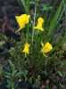 Utricularia subulata „bublinatka“- nenápadná subtropická marožravá trvalka rozšířená téměř na všech kontinentech, patřící do skupiny pozemních bublinatek. Poměrně rychle se rozrůstá po květináči, který jí dáme k dispozici.
Bublinatky jsou nenáročné na pěstování a kvetou nádhernými květy. Drobné bílé samosprašné a větší žluté cizosprašné. Jejich zajímavostí je, že  nemají listy, ale prýty, které se dělí na nadzemní ( asimilační ) a podzemní ( s lapacími orgány ). Asimilační slouží k fotosyntéze a podzemní přijímají živiny. Pasti jsou v podobě malých měchýřků hojně přirostlých na podzemních prýtech. Kořist v podobě mikroskopických živočichů je do pasti vcucnuta a posléze strávena.
semena - neoseeds