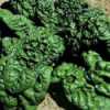 Nabízíme k prodeji semena špenát Riccio Amerika:
Špenát Riccio America (Spinacia oleracea) je italská pozdní odrůda špenátu se vzpřímenými velmi zvrásněnými masitými listy sytě zelené barvy, velice tolerantní k různým typům klimatu  a vůči chladu, vhodná k pěstování během celého roku.
Špenát listový patří mezi klasickou zeleninu našich zahrad i kuchyní, obsahující velké množství vitamínů A,C a K. Je vhodný na přípravu špenátového protlaku, do plévek, do čerstvých zeleninových salátů, na dušení  aj.Sada obsahuje 500 semen za 14,- Kč.
Semena - neoseeds
 

 
