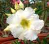 Adenium Obesum Arctic Snow „pouštní růže“, je nádherná sukulentní rostlina, patřící do čeledi Apocynaceae, jejíž původní forma pochází z Afriky, ze které jednotlivé kultivary byly vyšlechtěny převážně v Thajsku a dnes je již rozšířená po celé Asii. Pro své bohaté květenství je nazývána pouštní růží, v přírodě rostoucí jako keře nebo stromky se ztloustlým kmenem někdy bizardních tvarů částečně ukrytým pod zemí. U nás je pěstována jako velice dekorativní exotická pokojová rostlina vhodná zvláště pro tvorbu kvetoucí sukulentní bonsaje a nenáročná na pěstování. Je teplomilná a dobře snáší suchý vzduch, proto je vhodná i do ústředně vytápěných interiérů. Je možné ji množit dvěma způsoby. Ze semene, nebo řízkováním, ale nejkrásnější kaudexy jsou z rostlin vypěstovaných ze semene.
Cena za balení je 35 kč.
Semena – neoseeds
