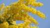 Acacia Decurrens „ akácie sivozelená“ původně pocházející z Austrálie a dnes  již rozšířená po celém světě  je rychle rostoucí stálezelený okrasný strom nebo keř s tmavě zelenými 5 - 15 cm dlouhými zpeřenými listy podobnými kapradí a nápadnými vonnými zlatožlutými kěty, mrazuvzdorný až do – 7°C, vhodný pro bonsai.
Cena za balení je 20 kč.
Semena – neoseeds
