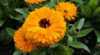Měsíček lékařský (Calendula officinalis)  - jednoletá léčivá a zároveň i okrasná bylina původem ze Středozemí a Kanárských ostrovů  vyznačující se vzpřímenou větvenou lodyhou z níž vyrůstají střídavé kopinaté chlupaté listy. Na koncích větví vykvétají v červnu až září  jednotlivě velké nápadné zářivě  oranžové úbory květů.
Měsíček lékařský je pěstován nejen jako okrasná rostlina vhodná do smíšených záhonů a na řez květů, ale především pro své léčebné a kosmetické účinky.
Cena za balení je 10 kč.
Semena – neoseeds
