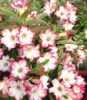  
Adenium Obesum Uranian  „pouštní růže“, je nádherná sukulentní rostlina, patřící do čeledi Apocynaceae, jejíž původní forma pochází z Afriky, ze které jednotlivé  kultivary byly vyšlechtěny převážně v Thajsku a dnes je již rozšířená po celé Asii.  Pro své bohaté květenství je nazývána pouštní růží, v přírodě rostoucí jako keře nebo stromky se ztloustlým kmenem někdy bizardních tvarů částečně ukrytým pod zemí. U nás je pěstována jako velice dekorativní exotická pokojová rostlina vhodná zvláště pro tvorbu kvetoucí sukulentní bonsaje a nenáročná na pěstování. Je teplomilná a dobře snáší suchý vzduch, proto je vhodná i do ústředně vytápěných interiérů. Je možné ji množit dvěma způsoby. Ze semene, nebo řízkováním, ale nejkrásnější kaudexy jsou z rostlin vypěstovaných ze semene.
Balení obsahuje 5 semen za 35 kč.
Semena - neoseeds

