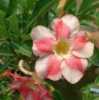 Adenium Obesum Beauty Cloud  „pouštní růže“, je nádherná sukulentní rostlina, patřící do čeledi Apocynaceae, jejíž původní forma pochází z Afriky, ze které jednotlivé  kultivary byly vyšlechtěny převážně v Thajsku a dnes je již rozšířená po celé Asii. Pro své bohaté květenství je nazývána pouštní růží, v přírodě rostoucí jako keře nebo stromky se ztloustlým kmenem někdy bizardních tvarů částečně ukrytým pod zemí. U nás je pěstována jako velice dekorativní exotická pokojová rostlina vhodná zvláště pro tvorbu kvetoucí sukulentní bonsaje a nenáročná na pěstování. Je teplomilná a dobře snáší suchý vzduch, proto je vhodná i do ústředně vytápěných interiérů. Je možné ji množit dvěma způsoby. Ze semene, nebo řízkováním, ale nejkrásnější kaudexy jsou z rostlin vypěstovaných ze semene.
Balení obsahuje 5 semen za 35 kč.
Semena – neoseeds

