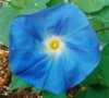 Ipomoea Blue Morning Glory, původně pocházející z tropů Jižní Ameriky je bujně rostoucí popínavá letnička kvetoucí velkým množstvím nápadných velkých květů, se sytě zelenými listy ve tvaru srdce, vhodná na pokrytí plotů, pergol, mříží, sloupů apod., dorůstající délky kolem 4 m. V dobrých podmínkách tyto rostliny vyrostou za den až 10 cm a během pár týdnů vytvoří hustou kvetoucí stěnu. Celá rostlina je jedovatá.
Balení obsahuje 20 semen za 20 kč.
Semena – neoseeds
