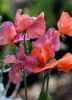 Hrachor vonný oranžově šarlatový (Lathyrus odoratus)– popínavá jednoletá okrasná bylina původem z Itálie, charakteristická svými motýlovitými jemně vonnými květy, které vyrůstají na koncích křídlatého stonku porostlého trojčetnými světle zelenými  listy a úponky, vhodná k výsadbě na  záhony, na popínání pergol a plotů,  pěstování v truhlíku, květináči, nebo v okrasných nádobách. Květy jsou vhodné též k řezu.
Balení obsahuje 30 semen za 14 kč.
Semena - neoseeds



