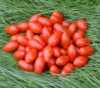 Nabízíme k prodeji semena rajčat Sugar Plum:
Rajče Sugar Plum F1 (Solanum lycopersicum) je hybridní, vysoce výnosná odrůda tyčkového (indeterminantního) cherry  rajčete, vyznačující se chuťově vynikajícími sladkými plody tvarem připomínajícími švestky, vhodnými jak do čerstvých zeleninových salátů, na přízdobu pokrmů, tak i k přímé konzumaci. Jejich velikost a chuť ocení zvláště děti.Sada obsahuje 10 semen za 29,- Kč.
Semena – neoseeds

