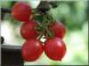Nabízíme k prodeji semena rajčat Grapoli d´inverno :
Rajče Grappoli D´Inverno je keříčková (determinantní) raná odrůda cherry rajčátek pocházející z Itálie, vyznačující se netradičními, vzhledově atraktivními a chutnými, velmi sladkými plody. Rajčata jsou vhodná jak k přímé konzumaci, tak i do salátů, na sušení, na tepelné zpracování, zvláště do omáček. Vzhledem k tomu, že je možné je čerstvá jíst i o Vánocích jsou často přezdívána „zimní hrozen“. (Tato možnost je, pokud rostlinu před prvními mrazíky vytáhnete ze země a zavěsíte i s plody do chladu a temna).Sada obsahuje 20 semen za 15,- Kč.
Semena – neoseeds
