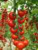 Nabízíme k prodeji semena rajčat Ciligeino di pachino.
Rajče  Ciliegino Di Pachino je tyčková (indeterminantní) odrůda cherry rajčátka pocházející původně z Itálie, vyznačující se menšími plody s unikátní vůní, sladkou chutí a vysokým obsahem vitamínů a antioxidantů, vhodnými k všestrannému použití v kuchyni. Pro svoji výbornou chuť jsou vhodné zvláště do čerstvých a těstovinových salátů, na pizzu a k přímé konzumaci. Sada obsahuje 20 semen za 20,- Kč.
Semena – neoseeds

