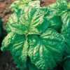 Nabízíme k prodeji semena bazalka Mamuth:
Bazalka Mammuth (Ocimum basilicum) je velmi oblíbená bylina výnosné odrůdy pocházející z Indie s výrazným specifickým aroma. Tato rostlina je charakteristická hojným počtem listů a její list je největší ze všech odrůd bazalek. Bazalka pro své vlastnosti najde uplatnění hlavně v kuchyni, kde se používá jak čerstvá tak i sušená. Sada obsahuje 200 semen za 13,- Kč.
Semena – neoseeds

Dále máme v nabídce semena bazalky:
Skořicová, Fino Verde, Foglia di Latuga,Boloso Napoletano,Italiano Clasico,Basilico Rosso, Dark green,Mammuth.
Semena – neoseeds
