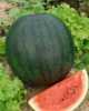 Meloun Sugar Baby je nejranější, původně americká odrůda melounu s vegetační dobou 70 až 80 dní, vhodná pro polní pěstování v nižších oblastech naší republiky. Ve vyšších oblastech je vhodné pěstování ve skleníku.
  Balení obsahuje 20 semen za 20 kč 
Semena – neoseeds
