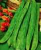 Fazol Supermarconi S. B. (Phaseolus vulgaris) pocházející z Itálie, je pozdní popínavá zelenoluská odrůda fazole, kterou lze pěstovat jak na čerstvý zelený lusk, tak i na suchá semena.
Fazole bohaté na vlákninu, železo, zinek, vápník, draslík, vitamín C a vitamíny skupiny B jsou vhodné k tepelnému zpracování, konzervování nebo zamražování.
 Balení obsahuje 30 semen za 18 kč.
Dále máme v nabídce semena fazolí :
Bergold , Blue Lake a Grano Nero , Blue Lake S.N.,Blue Lake S.B.,Borlotto Lingua Di Fuoco ,Borlotto Lingua Di Fuoco Nano,Cocco Bianco , DOLICO DALL´OCCHIO VENETO NANO ,Ferari Nano , Fazol hnědý keříčkový,Fazol směs, Satelit , Strike , Supermarconi S.B.,Un metro a Grano Marrone ,Xera Nano,Bobis d Algenda,Obří fazol Spagna Bianco
Semena - neoseeds
