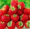 Nabízíme k prodeji sazenice Jahodník malinový:
 Jahodník Framberry Red Dream (Fragaria ´Red Dream´) – malinové jahody – nově vyšlechtěná netradiční  rychlerostoucí odrůda  jahod připomínající svojí výbornou bezkonkurenční  chutí a silným aroma maliny. Je plně mrazuvzdorná, se stejnými nároky na pěstování jako běžné odrůdy jahod. Lze je pěstovat i ve skleníku, nebo foliovníku.
Malinové jahody jsou vynikající k přímé konzumaci, na dorty, dezerty, ovocné saláty i pro přípravu marmelád a šťáv. Balení obsahuje sazenice 1 ks v sadbovači 7x7 cm za 20,- Kč.
Semena – neoseeds


