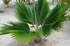 Nabízíme k prodeji naklíčená semena Prithardia Pacifica:
Pritchardia pacifica pocházející ze souostroví Tonga v jižním Pacifiku je krásná palma s velmi štíhlým, šedohnědým kmenem a velkými, vějířovitými, tmavě zelenými, přibližně 120 cm dlouhými a stejně širokými listy se světlými řapíky tvořící velkou korunu. Květenství z malých, lesklých, tmavě hnědých květů se mění na asi 1 cm velké, černé, kulaté plody. V našich podmínkách je to interiérová nebo v nádobě přenosná palma.Sada obsahuje 1 semeno za 20,- Kč.
Semena - neoseeds
