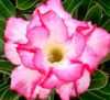 Nabízíme k prodeji 48 druhů  semen Adenium :
Adenium Obesum  „pouštní růže“ je nádherná sukulentní rostlina.  Pro své bohaté květenství je nazývána pouštní růží, v přírodě rostoucí jako keře nebo stromky se ztloustlým kmenem někdy bizardních tvarů částečně ukrytým pod zemí. U nás je pěstována jako velice dekorativní exotická pokojová rostlina vhodná zvláště pro tvorbu kvetoucí sukulentní bonsaje a nenáročná na pěstování. Je teplomilná a dobře snáší suchý vzduch, proto je vhodná i do ústředně vytápěných interiérů.
Květy adénií se vyskytují ve velké paletě nádherných jasných barev.Sada obsahuje 5 semen za 35,- Kč.
Semena – neoseeds
