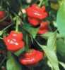 Chilli Jamiacan red - semena