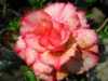 Nabízíme k prodeji 48 druhů  semen Adenium :
Adenium Obesum  „pouštní růže“ je nádherná sukulentní rostlina.  Pro své bohaté květenství je nazývána pouštní růží, v přírodě rostoucí jako keře nebo stromky se ztloustlým kmenem někdy bizardních tvarů částečně ukrytým pod zemí. U nás je pěstována jako velice dekorativní exotická pokojová rostlina vhodná zvláště pro tvorbu kvetoucí sukulentní bonsaje a nenáročná na pěstování. Je teplomilná a dobře snáší suchý vzduch, proto je vhodná i do ústředně vytápěných interiérů.
Květy adénií se vyskytují ve velké paletě nádherných jasných barev.Sada obsahuje 5 semen za 35,- Kč.
Semena – neoseeds
