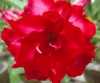 Nabízíme k prodeji 48 druhů  semen Adenium :
Adenium Obesum  „pouštní růže“ je nádherná sukulentní rostlina.  Pro své bohaté květenství je nazývána pouštní růží, v přírodě rostoucí jako keře nebo stromky se ztloustlým kmenem někdy bizardních tvarů částečně ukrytým pod zemí. U nás je pěstována jako velice dekorativní exotická pokojová rostlina vhodná zvláště pro tvorbu kvetoucí sukulentní bonsaje a nenáročná na pěstování. Je teplomilná a dobře snáší suchý vzduch, proto je vhodná i do ústředně vytápěných interiérů.
Květy adénií se vyskytují ve velké paletě nádherných jasných barev.Sada obsahuje 5 semen za 35,- Kč.
Semena – neoseeds