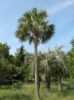 Nabízíme k prodeji sazenice Sabal Causiarum:
Sabal causiarum je jedním z největších druhů rodu Sabalů pocházející z Portorika a z Britských Panenských ostrovů, kde se využíval k pletení klobouků, košíků , houpacích sítí a jako materiál na střechy chýší. Roste samostatně, má mohutný kmen šedivé barvy. Listy jsou tuhé, dlanité, tmavě zelené barvy. Palma snese i nižší teploty, ale v našich podmínkách je potřeba ji na zimu přemístit do interiéru. Sazenice cca 10 cm 1 první list
je za 25,- Kč.
Semena – neoseeds