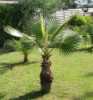 Washingtonia robusta je palma, která je původem z jihozápadu USA a severního Mexika. Ve svém přirozeném prostředí dorůstá do výšky cca 20 metrů, kmen je ve tvaru sloní nohy, na vrcholku dosahuje průměru 25 cm a u země může být široký přes metr. V květináčích dosahuje výšky kolem 3 m nebo menší. Palma má vějířovité světle zelené listy o průměru cca 2 m, na koncích se vytváří jemná vlákna, která s přibývajícím věkem odpadají. Řapíky jsou dlouhém až 1,5 m, v horní části mají červenohnědý nádech. Mladé rostliny mají okraje řapíků s ostny, které se s věkem vytrácejí. Palma má dlouhé květenství, až tři metry, s četnými malými světle oranžovorůžovými květy. Washingtonia je předurčená svojí mrazuvzdorností do – 5 °C k pěstování ve sklenících, zimních zahradách a interiérech. V létě jí prospívá letnění na zahradě.Sada obsahuje 3 naklíčená semena za 20,- Kč.
semena - neoseeds
 