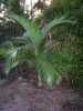Archontophoenix alexandrae „Ohnivá palma“ pocházející z Austrálie je nádherná, dekorativní, elegantní, poměrně rychle rostoucí, vysoká, štíhlá palma s hladkým zeleným až světlešedým kmen a zpeřenými až 2,5 m dlouhými listy nahoře v koruně, které jsou z vrchní strany jasně zelené, ze spodní šedo-zelené. Pod korunou se tvoří květenství až 70 cm dlouhé bílé nebo smetanové barvy, které se posléze mění na červené plody velikosti hrášku. V našich podmínkách je to interiérová nebo v nádobě přenosná palma.
    Balení obsahuje 2 naklíčená semena za  20 kč.
Semena – neoseeds

