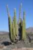 Pachycereus pringlei pocházející z pouští a polopuští severozápadního Mexika je majestátní kaktus s mohutným kmenem, kdy někteří jedinci dosahují až metr v průměru. Nad zemí vypouští několik vzpřímených větví s 10-16 žebry. Mladé rostliny mají velké množství tuhých trnů, které s věkem postupně ztrácejí. Květy vyrůstají od března do června podél žeber na koncových větvích. Jejich délka je 6 - 8 cm, připomínají kalich, jsou bílé s žlutohnědou vnější stranou. Kvetou v noci a v přírodě bývají opylovány netopýry. Plodem je jedlá, šťavnatá, kulovitá bobule o velikosti až 7 cm, podobná chuti melasy, která se jí syrová nebo se z ní vyrábějí osvěžující nápoje. Tento kaktus obsahuje psychoaktivní alkaloidy.
 Balení obsahuje 15 semen za 20 kč.
Semena – nesoeeds

 
