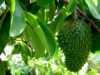 Nabízíme k prodeji semena Anonna muricata:
Anonna muricata (Anona ostnitá) neboli “láhevník“ pocházející ze severu Jižní Ameriky je tropický stálezelený  bohatě větvený ovocný  strom, známý především pro své výtečné  jedlé plody, které tvarem připomínají zelenou šišku a svojí chutí jahody a banán v jednom.
V našich podmínkách je láhevník pěstován jako pokojová, nebo přenosná listem okrasná rostlina. Jeho plody považované za jedno z nejchutnějšího a nejluxusnějšího ovoce jsou vhodné jak k přímé konzumaci, tak i na přípravu zmrzlin, mléčných koktejlů, sirupů apod.
V posledních letech se tato rostlina čím dál více propaguje pro své protirakovinné účinky, zlepšuje imunitu, snižuje hladinu krevního cukru, reguluje hladinu cholesterolu, působí proti bolestím a křečím, výrazně zpomaluje stárnutí buněk a celkově zlepšuje vitalitu organismu. Sada obsahuje
5 semen za 25,- Kč.
Semena – neoseeds
