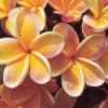 Plumeria (obecný název Frangipani) jsou neuvěřitelně krásné kvetoucí dekorativní rostliny z čeledi Apocynaceae původně pocházející z tropů a subtropů střední a jižní Ameriky, vhodné v našich klimatických podmínkách k pěstování v interiérech, zimních zahradách a sklenících.
Plumeria je stálezelený keř nenáročný na pěstování se silnými sukulentními výhonky. Větve jsou spíše měkké s chomáčem dlouhých vejčitých lesklých tuhých listů s výraznými žilkami a dlouhými řapíky rostoucími na špičce. Květy se tvoří pouze na mladých větvích, proto je rostlinu možné prořezat pouze na konci kvetení.
Balení obsahuje 3 semena za 25 kč.
Semena - neoseeds
