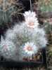 Escobaria zilziana pocházející z Mexika je krásný kaktus hustě pokrytý tenkými bílými trny, že se mu v anglicky mluvících zemích říká: „Mexická sněhová koule“. Trny mohou mít růžové nebo hnědé špičky. Tento kaktus má protáhlé válcovité tělo, pokryté modrozelenými hrbolky, ze kterých v trsech vyrůstají přibližně 1,5 cm dlouhé trny. Kvete nádhernými 2,5 - 3 cm širokými květy v různých barvách od bílé, až po světle růžovou. Escobaria zilziana může odnožovat. 
Balení obsahuje 10 semen za 20 kč.
Semena – nesoeeds
