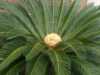 Nabízíme k prodeji naklíčená semena Cykas Revoluta:
Cycas Revoluta (Cykas Japonský) původně pocházející jak sám název napovídá z Japonska, patřící k nejkrásnějším z odrůd cykasů  je dnes pro jeho oblíbenost pěstován po celém světě. Tato dlouhověká rostlina s nízkým dekorativním kmínkem a velice okrasná svými tmavými tuhými hřebenovitými listy je velmi podobná palmám, avšak nepatří do nich. Jde o živoucí fosílii z dob před několika miliony let, která díky neobyčejně atraktivnímu a exotickému vzhledu bude ozdobou zimních zahrad a interiérů. V létě jí prospívá letnění na zahradě či na balkóně.Balení obsahuje 1 naklíčené semeno za 35,- Kč.
Semena – neoseeds