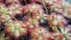 Drosera sp. “pretty rosette“  (krásná růžice) nádherná nenáročná forma Drosera Spathulata pocházející z jižní Afriky.Řadí se mezi nezatahující světlomilné subtropické a tropické rosnatky.Roste především v bažinách a mokřadech. Je to masožravá trvalka chytající kořist na četné žlázy (tentakule), které jsou umístěny na jejích listech. Listy lžičkovitého tvaru  tvoří přízemní růžici, ze které vyrůstá stvol s přibližně šesti malými růžovými květy o průměru přibližně 6 mm.Rosnatka je nenáročná na pěsování, můžeme ji pěstovat celoročně venku na zahradním rašeliništi, nebo ve skleníku, popř. pařeništi. Lze ji doporučit i úplným začátečníkům.
   Balení obsahuje 30 semen, baleno ve zkumavce za 25 kč.
Semena – neoseeds


