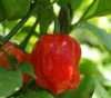 Nabízíme k prodeji semena chilli paprik  Scoth  Bonet  Red:
Paprička Chilli Scoth  Bonet  Red  původně pochází z karibských ostrovů. Vyznačuje se vysokou pálivosí 100 000 – 350 000 SHU. Papričky mají široké použití při dochucování pokrmů. Jejich chuť je podobná cherry rajčatům. Pěstují se ve více barevných variacích. Kromě červených také žluté, oranžové, zelené, bílé a hnědé. Sada obsahuje 10 semen za 25,- Kč.
Semena - neoseeds
