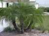 Datlovník - Phoenix roebelenii je krásná, teplomilná palma, nenáročná na pěstování, pocházející z Laosu, která je díky svému malému vzrůstu zvlášť vhodná jako interiérová rostlina. Kmen u mladých rostlin je pokryt vlákny, postupně se stává hladkým. Korunu tvoří až 2 m velké, tmavě zelené listy skládající se z úzkých, zpeřených lístků. Zbytky listových pochev se mění v trny. Palma díky své nenáročnosti i dekorativnosti působí elegantně v pokojích, chodbách i v reprezentativních prostorech.
    Balení obsahuje 3 naklíčená semena  za 20 kč.
Semena – neoseeds

