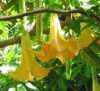 Brugmansia žlutá (jednoduchý květ) je velmi krásná, exotická rostlina pocházející z Jižní Afriky tvořící rychle rostoucí keř s velkými, žlutými, silně vonícími květy trubkovitého tvaru až 30 cm dlouhými a až 12 cm širokými. List je oválný se zubatým okrajem. V našich podmínkách je Brugmansia interiérová, nebo v nádobě přenosná rostlina. Je jedovatá!
Balení obsahuje sazenice 1 ks velikost minimálně 20 cm za 49 kč 
Semena - nesoeeds
