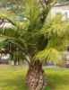 Jubaea Chilensis neboli Chilská palma je krásná, silnokmenná reliéfová a jediná mrazuvzdorná palma, pocházející z Chille, kde roste až do 2000 m n. m. Její mrazuvzdornost je uváděna až do – 15 °C, se zimním zábalem až - 20 °C i více. Od mládí vytváří  palma ztloustlý hladký kmen, ze kterého vyrůstají světle zelené až přes 1 m dlouhé, velmi tvrdé, jakoby kožovité zpeřené listy tvořící bohatou korunu. Na dospělých rostlinách dozrávají jedlé žluté plody o velikosti švestky. Chuťově jsou podobné plodům kokosové palmy. Jubaea Chilensis je pro svoji odolnost vůči chladu stále oblíbenější ozdobou zahrad  v zemích s mírným klimatem.Balení obsahuje 1  naklíčené semeno za 25,- Kč
Semena – neoseeds
