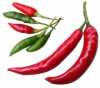 Nabízíme k prodeji semena chilli paprik Bird´S Eye“ 
Chilli paprička „Bird´S Eye“( Capsicum frutescens ) je velice úrodná odrůda, která se řadí svojí pálivostí 50.000 – 100.000 SHU k pikantnějším druhům chilli. Pro svoji pálivost si vysloužila též přezdívku „africký ďábel. Papričky jsou vhodné jak v syrovém, tak v sušeném stavu jako koření na dochucování pikantních pokrmů, zvláště marinád, omáček, gulášů, polévek apod.Sada obsahuje 10 semen za 20,- Kč.
Semena - neoseeds
