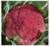 Květák Violetto Di Sicilia Precoce „Violet Sicilská“ (Brassica oleracea botrytis) je italská podzimní odrůda květáku odolná vůči chladu, s na pohled zajímavými velkými fialovo-zelenými růžicemi vyrůstajícími uvnitř velkých modrozelených listů, vyznačující se jemnou chutí. Růžice mohou vážit 1,5 kg i více. Vegetační doba je přibližně 90 dní.
Květák je oblíbená košťálová zelenina jemné chuti obsahující cenné látky (především vitamíny B, C a K), se širokým uplatněním v kuchyni. Je určen pro zdravou výživu a především pro ty, kteří trpí anémií (obsahuje kyselinu listovou, která pomáhá metabolizovat železo). Je vhodný na smažení, zapékání, přípravu polévek aj. Lze jej také snadno konzervovat a zamrazovat. V čerstvém stavu jej lze dobře skladovat v chladničce se zachováním několika listů na ochranu růžice.
 Balení obsahuje 100 semen za 20 kč.
Semena – neoseeds

