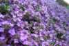 Nabízíme k prodeji semena Tymián:
Tymián obecný (Thymus vulgaris) je vytrvalá polokeřovitá bylina, která dorůstá do výšky cca 20 - 30 cm. Pochází ze Středomoří. Stonky jsou přímé, větvené, dole dřevnatějící, hustě chlupaté. Listy jsou krátce řapíkaté, drobné, protistojné a čárkovité. Tymián kvete světle růžovými až růžovo fialovými květy, někdy bílými prakticky celé léto až do září. Rostlina má nasládlou kořeněnou chuť, v kuchyni jako koření se přidává do omáček, k rybám, ovocné šťávy, salátů. Má dezinfekční účinky, působí proti parazitům, průjmům, nadýmání a zlepšuje trávení. Mírní kašel, je účinný při vyčerpání, úzkosti, nespavosti a depresi, působí močopudně.
Čerstvé listy tymiánu sklízíme celé léto na počátku kvetení, nebo je sušíme ve stínu při teplotě do 35°C. Skladujeme v suchu a temnu v dobře uzavřené nádobě.Sada obsahuje 200 semen za 10,- Kč
Semena - neoseeds


