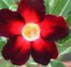Nabízíme k prodeji 48 druhů  semen Adenium :
Adenium Obesum  „pouštní růže“ je nádherná sukulentní rostlina.  Pro své bohaté květenství je nazývána pouštní růží, v přírodě rostoucí jako keře nebo stromky se ztloustlým kmenem někdy bizardních tvarů částečně ukrytým pod zemí. U nás je pěstována jako velice dekorativní exotická pokojová rostlina vhodná zvláště pro tvorbu kvetoucí sukulentní bonsaje a nenáročná na pěstování. Je teplomilná a dobře snáší suchý vzduch, proto je vhodná i do ústředně vytápěných interiérů.
Květy adénií se vyskytují ve velké paletě nádherných jasných barev.Sada obsahuje 5 semen za 35,- Kč.
Semena – neoseeds
