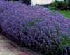 Levandule (Lavandula angustifolia) je vytrvalá, odolná, suchomilná  rostlina, jedna z nejkrásnějších a nejaromatičtějších květin z čeledi hluchavkovitých, pocházející původně ze západního Středomoří. Stálezelený polodřevnatý polokeř se vyznačuje jemnými modrofialovými květy a velice aromatickými přibližně 5 cm dlouhými listy. Plody levandule jsou velice drobné, lesklé a jsou celkem čtyři v každém květu. Tato květina umí neskutečně  provonět nejen místnost, ale i celý byt. Její vonné esence se přidávají například do prostředků na mytí a na úklid. Z levandule se  sklízí mladé lístky, ze kterých je získáván vonný prášek, který se dále zpracovává. Je často pěstována pro svůj atraktivní vzhled a vůni  na zahrádkách spolu s alpinkami. Levandule má též velký význam v aromaterapii. Inhalace její vůně uklidňuje, zahání deprese a navozuje příjemné usínání.
  Balení obsahuje 100 semen za 15 kč .
Semena - neoseeds
