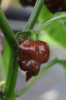  Chilli Trinidad Scorpion Chocolate (Capsicum Chinense) – je  odrůda velmi pikantních chilli papriček, charakteristická svými čokoládově zbarvenými vrásčitými plody s pálivostí
1.000 000 až 1.500 000 SHU.
Papričky jsou vhodné v syrovém i sušeném stavu jako přísada do pikantních pokrmů, zvláště do omáček, gulášů, polévek aj.
 
 Balení obsahuje 10 semen za 39 kč .
Semena – nesoeeds
