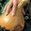 Cibule „Globo“ - semena 
