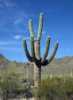 Carnegiea gigantea je nejkrásnější , „stromový“ druh kaktusu, který se ve volné přírodě vyskytuje hlavně v Sonorské poušti. Nejvyšší zdokumentovaný jedinec tohoto kaktusu byl se svou výškou 23,8 m nejvyšším kaktusem na světě. Přibližně od jedné třetiny výšky hlavního stonku se rozvětvují boční větve, které napřed rostou vodorovně a později se stáčejí nahoru, proto tento kaktus tvoří typický „symbol pouště“ vyskytující se v mnoha westernech. Poskytuje jedlé červené plody. V našich podmínkách jej pěstujeme v bytě na slunečném místě, nebo ve skleníku.
 
Balení obsahuje 10 semen za 20 kč.
Semena – neoseeds
