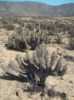 Eulychnia breviflora zajímavý druh tzv. „stromového“ kaktusu, ve volné přírodě rozšířen na pobřeží pouště Atacama v Chille. Kaktus je šedozelený, velmi rozvětvený už od spodní části, má mnoho žeber s charakteristickými bílými chomáčky, připomínající vlnu, z nichž rostou dlouhé, centrálními trny. V přírodě žijící rostliny mohou mít délku centrálních trnů až 20 cm. Radiální trny bývají okolo 2 cm dlouhé. Trny jsou nahnědlé, s věkem se stávají šedivými. Krásný květ zvonkovitého tvaru, bílé až narůžovělé barvy se mění na šťavnaté, jedlé plody.
Balení obsahuje 15 semen za 20 kč.
Semena – neoseeds
